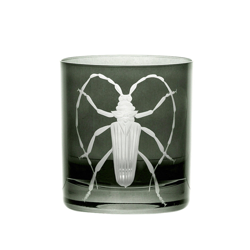 Cabinet of Curiosities Beetle