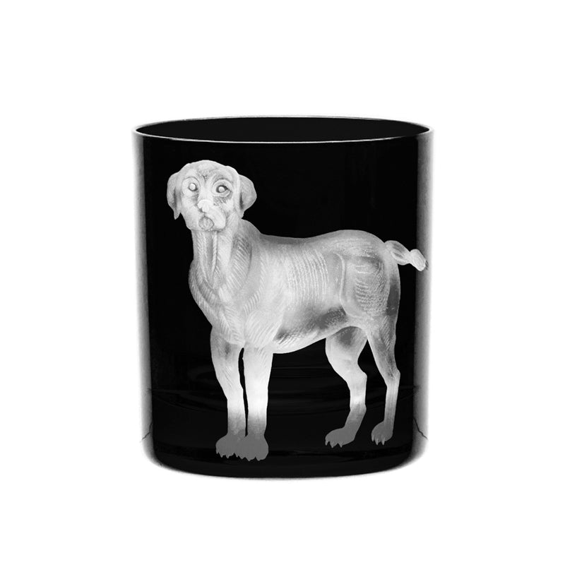 Dog Labrador