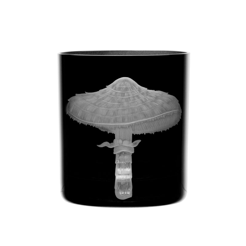 Mushrooms Parasol