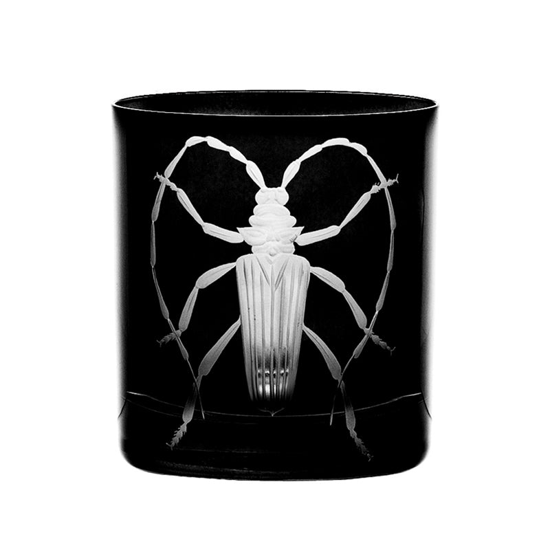 Cabinet of Curiosities Beetle