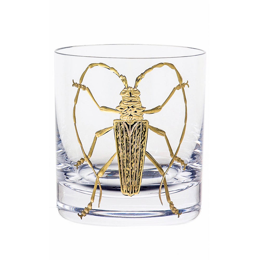 Cabinet of Curiosities Beetle