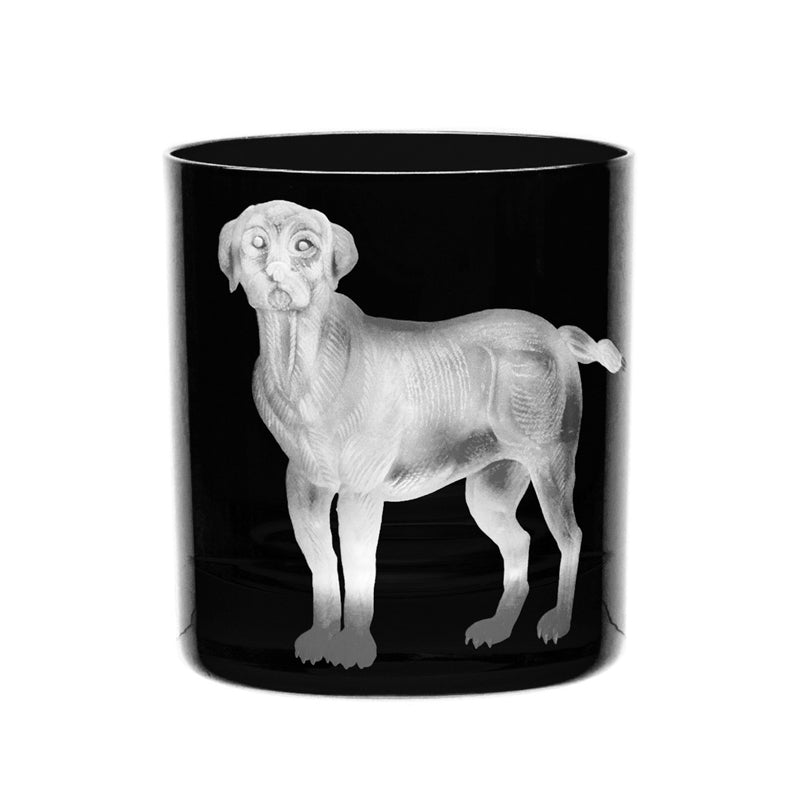 Dog Labrador