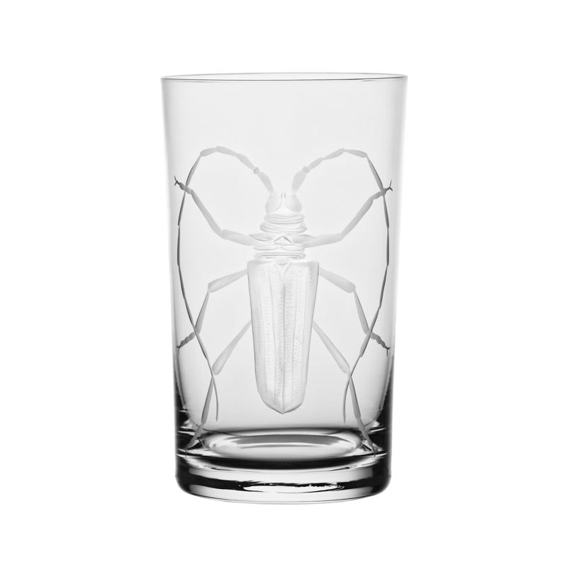 Cabinet of Curiosities Beetle