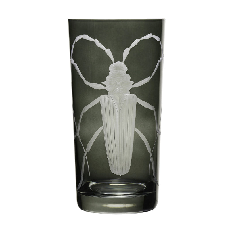 Cabinet of Curiosities Beetle