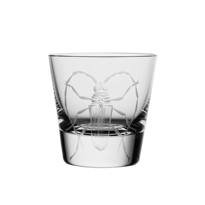 Cabinet of Curiosities Beetle