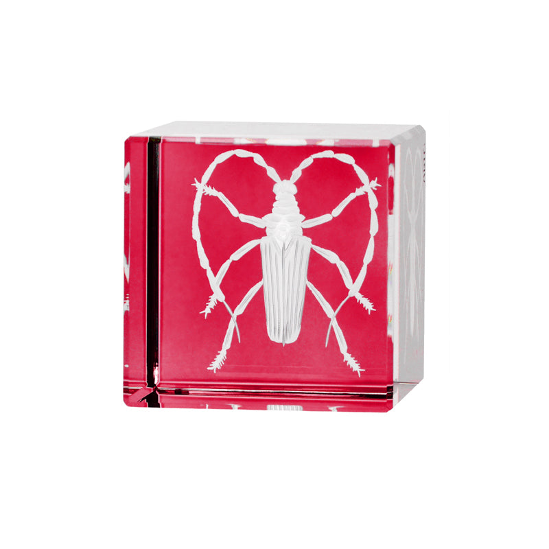 Cabinet of Curiosities Beetle