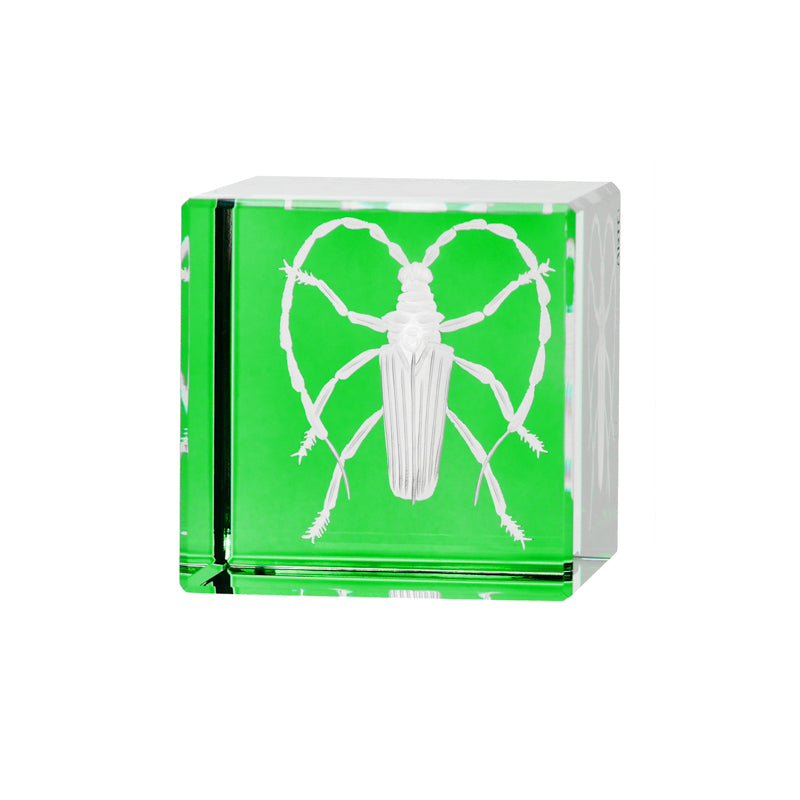 Cabinet of Curiosities Beetle