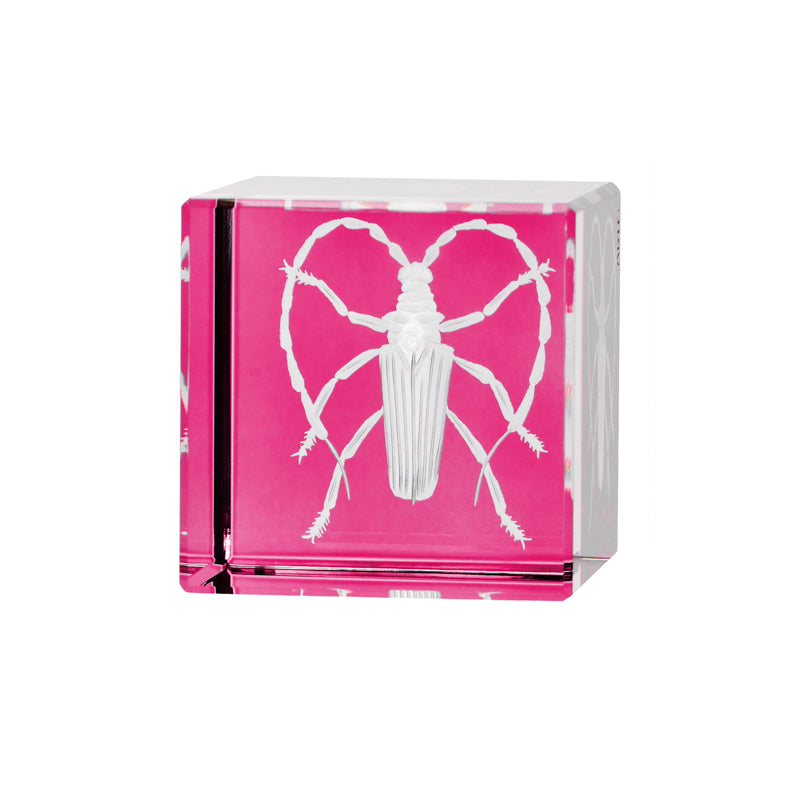 Cabinet of Curiosities Beetle