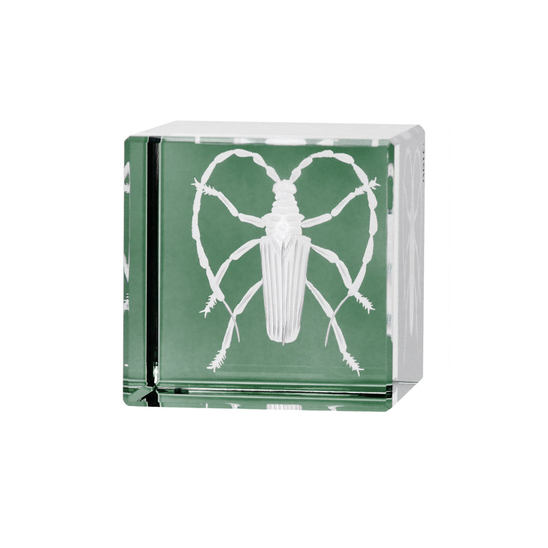 Cabinet of Curiosities Beetle