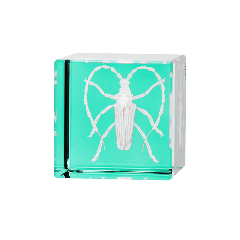 Cabinet of Curiosities Beetle