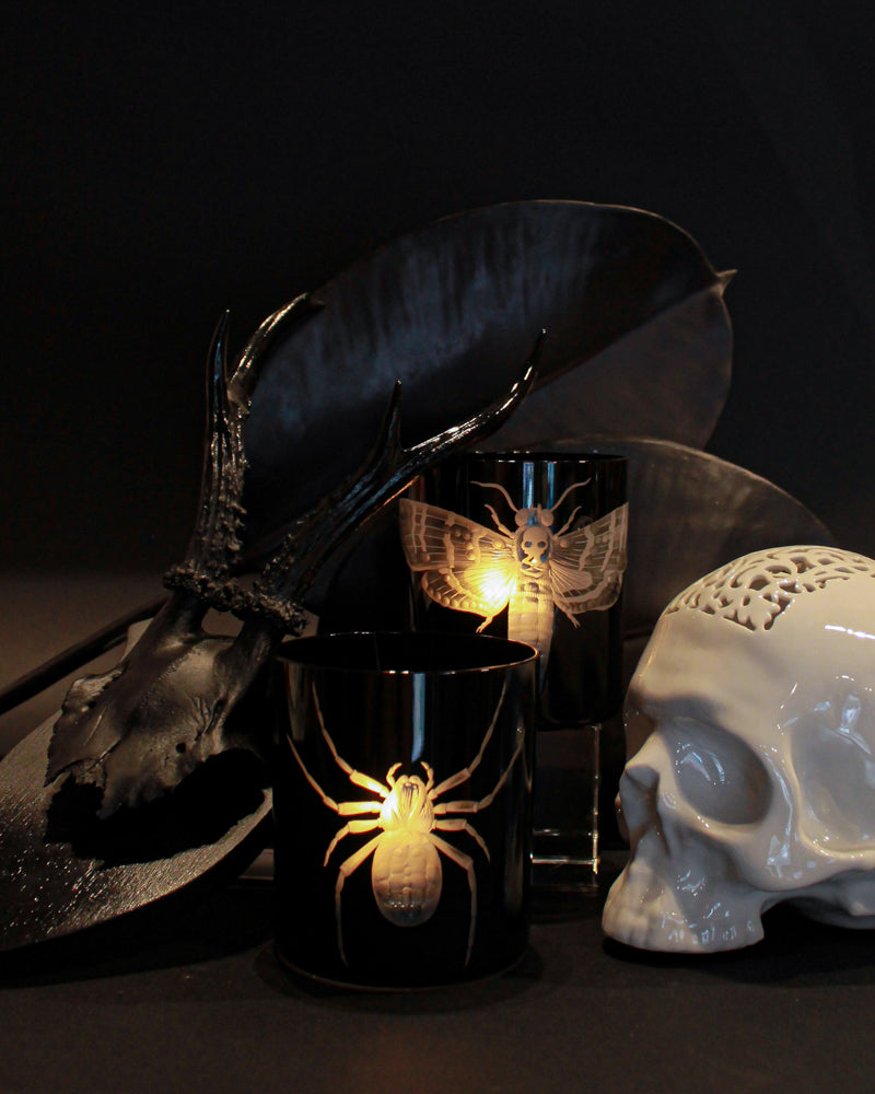 Cabinet of Curiosities Spider