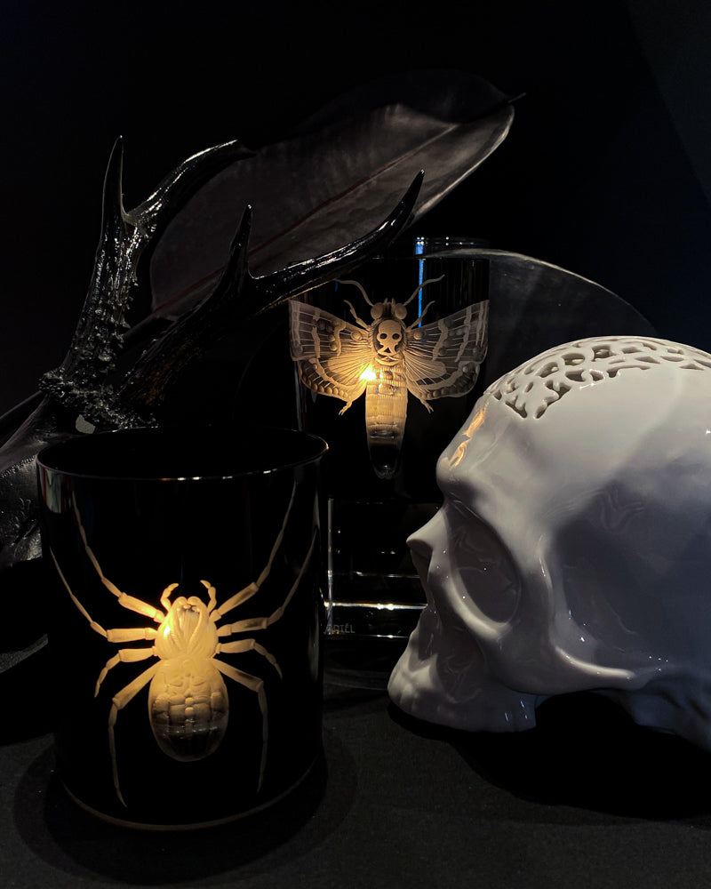 Cabinet of Curiosities Butterfly