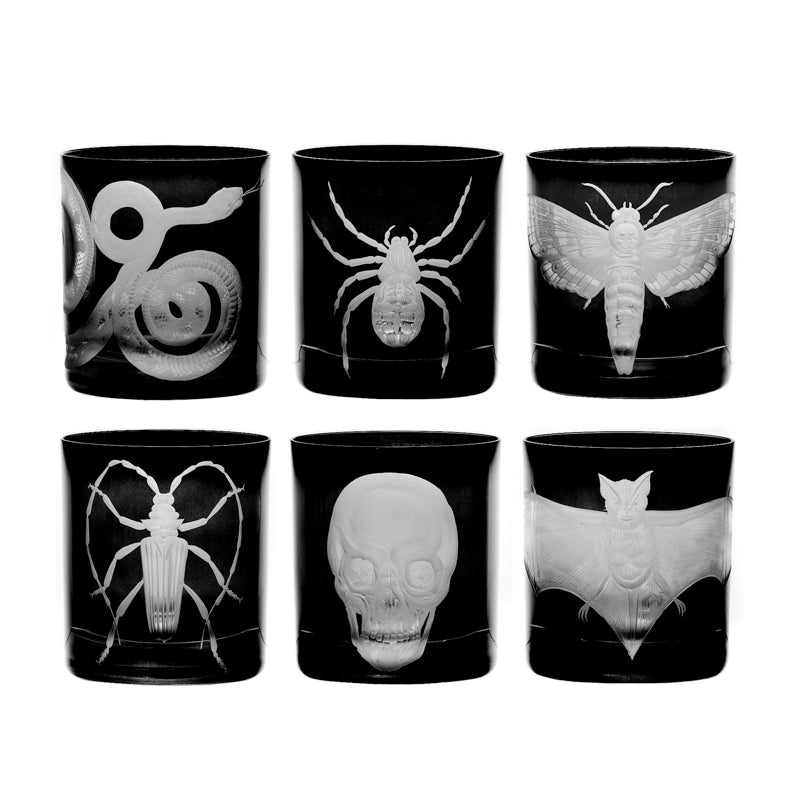 Cabinet of Curiosities Spider