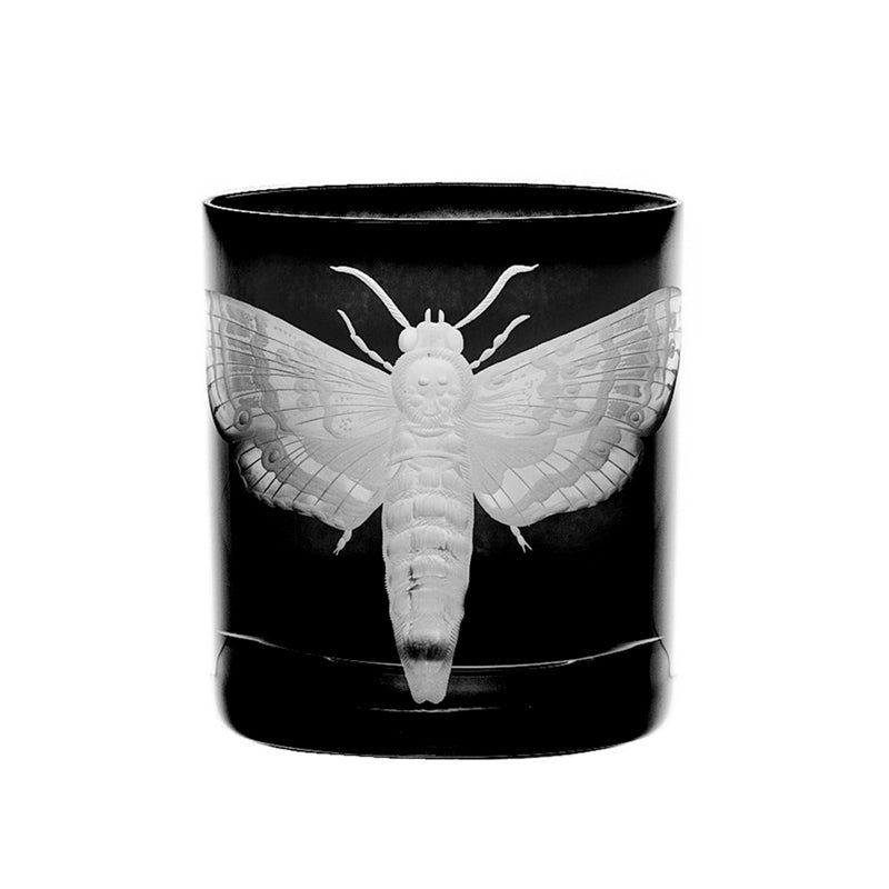 Cabinet of Curiosities Butterfly