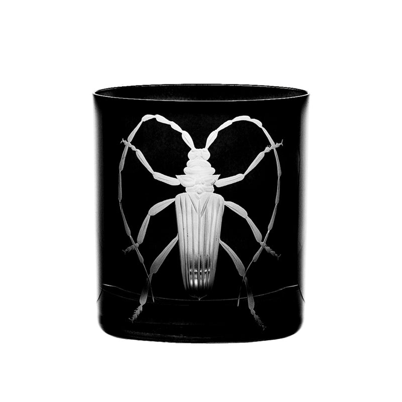 Cabinet of Curiosities Beetle