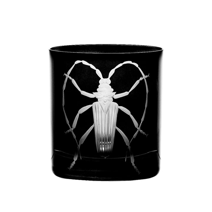 Cabinet of Curiosities Beetle