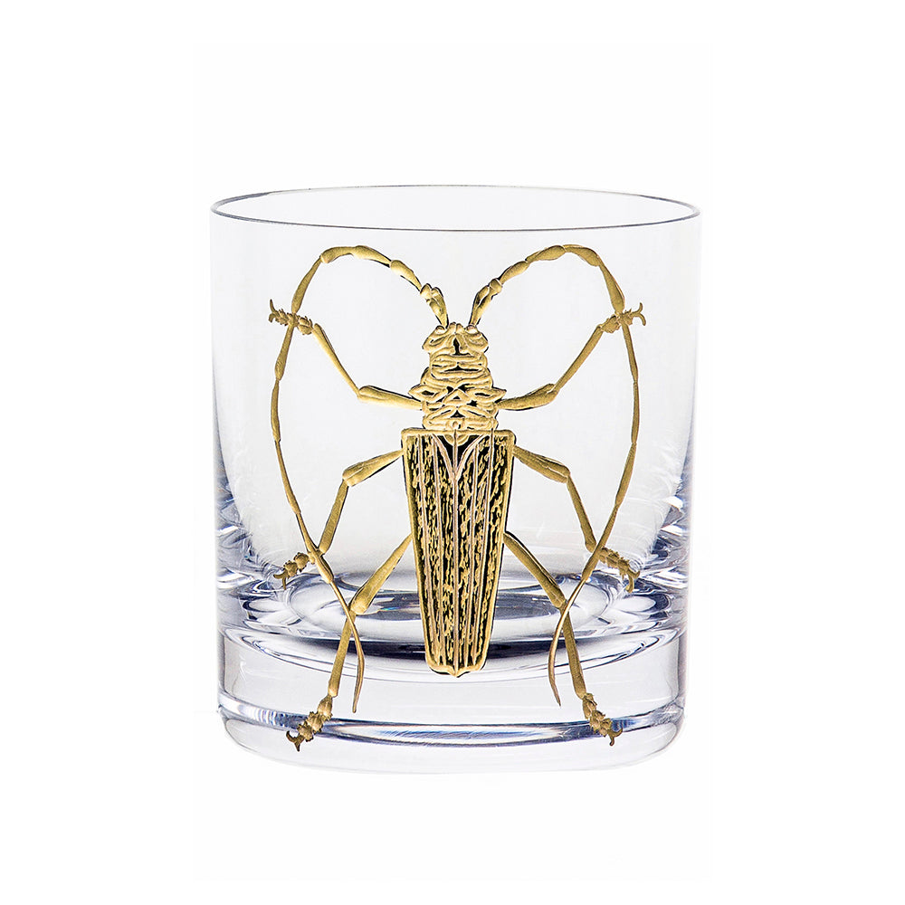 Cabinet of Curiosities Beetle