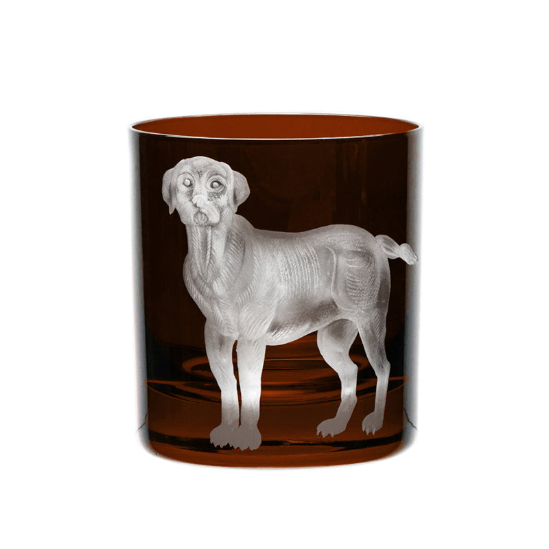 Dog Labrador
