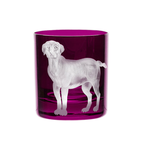 Dog Labrador