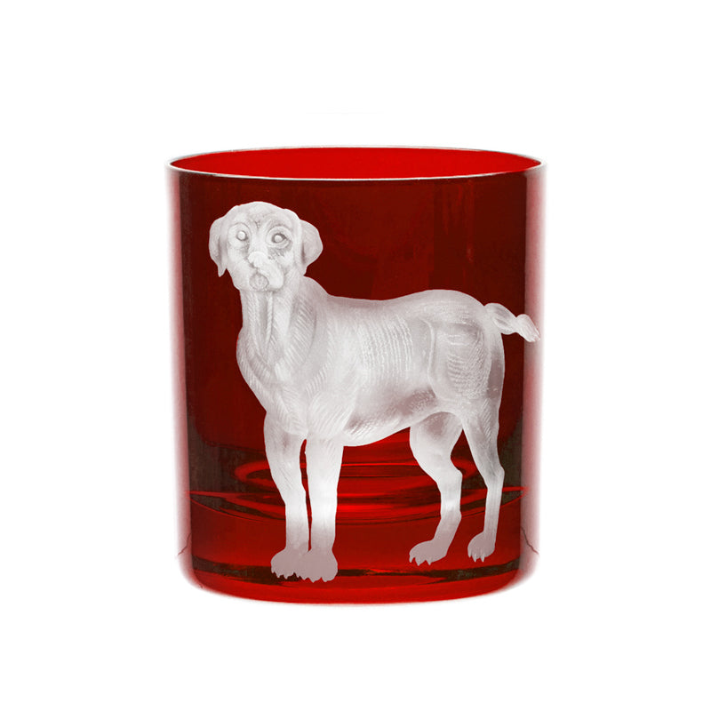 Dog Labrador