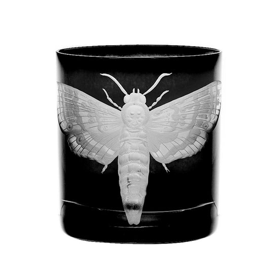 Cabinet of Curiosities Butterfly