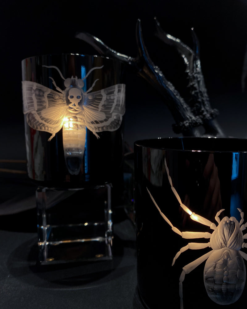 Cabinet of Curiosities Butterfly