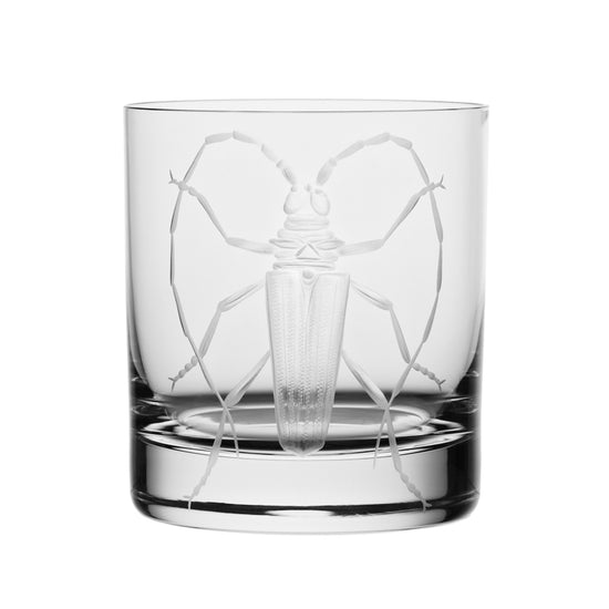 Cabinet of Curiosities Beetle