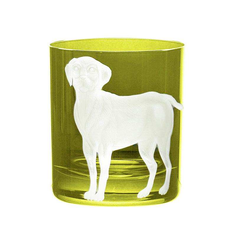 Dog Labrador