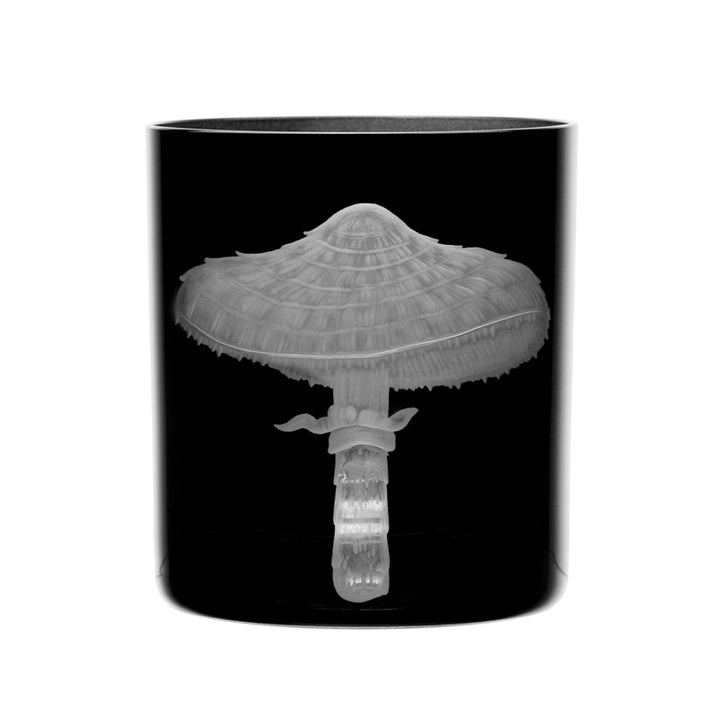 Mushrooms Parasol