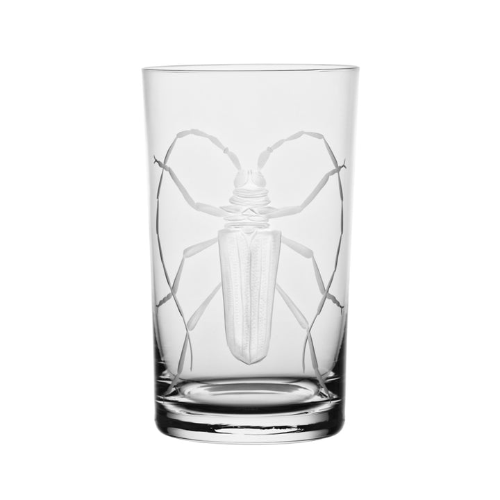 Cabinet of Curiosities Beetle