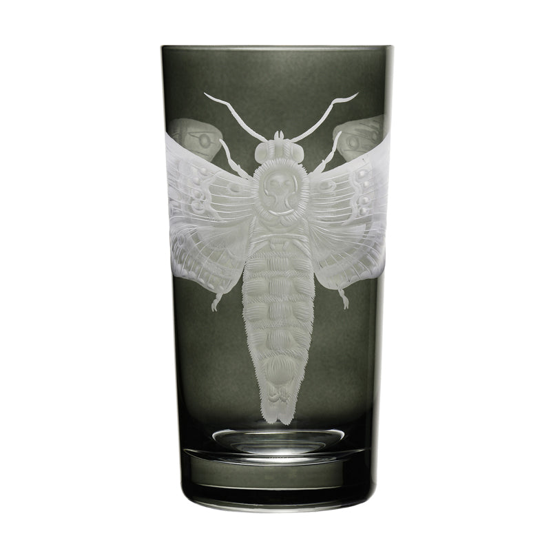 Cabinet of Curiosities Butterfly