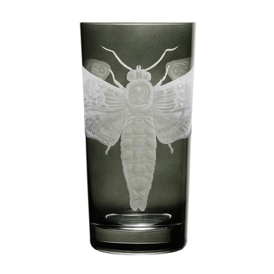 Cabinet of Curiosities Butterfly