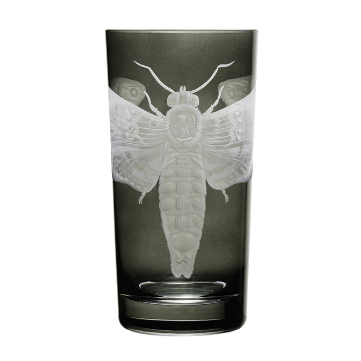 Cabinet of Curiosities Butterfly