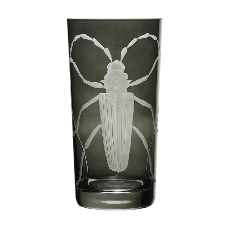 Cabinet of Curiosities Beetle