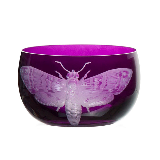 Cabinet of Curiosities Butterfly