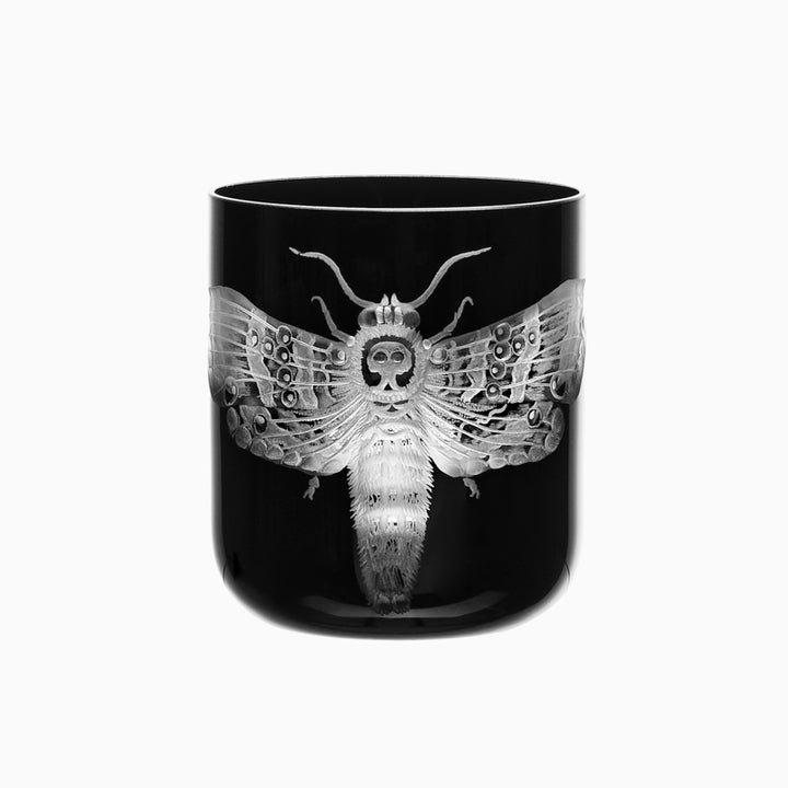 Cabinet of Curiosities Butterfly