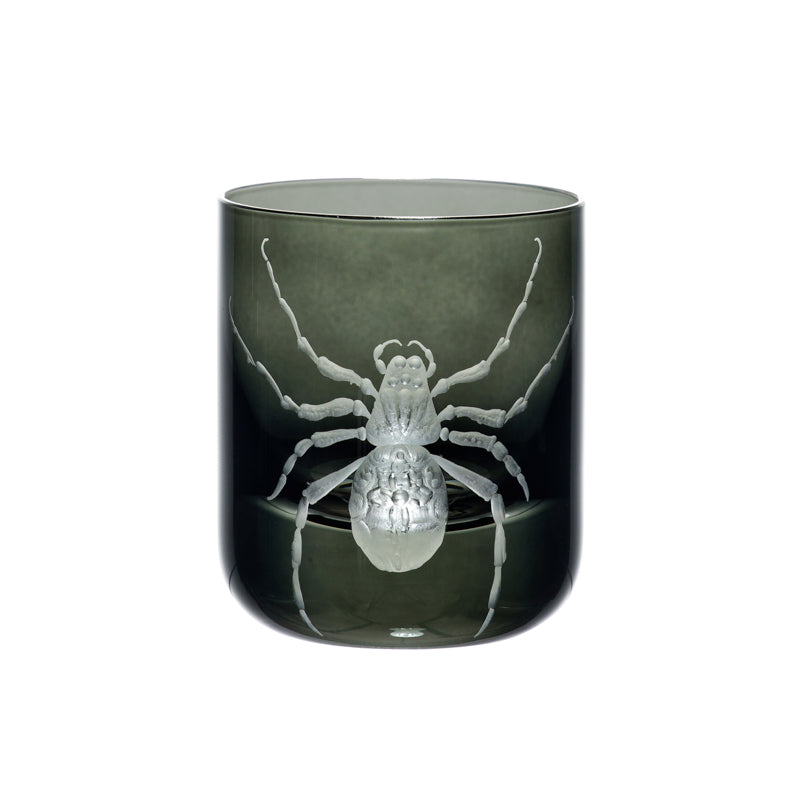 Cabinet of Curiosities Spider