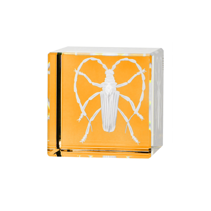 Cabinet of Curiosities Beetle