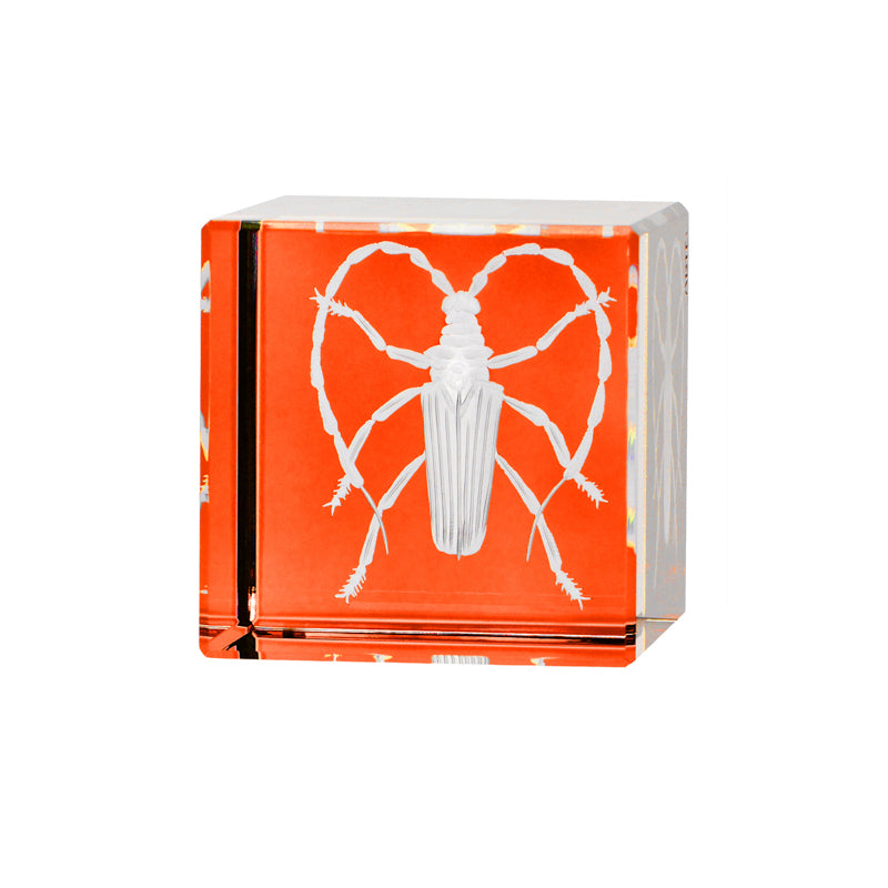 Cabinet of Curiosities Beetle