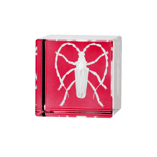 Cabinet of Curiosities Beetle