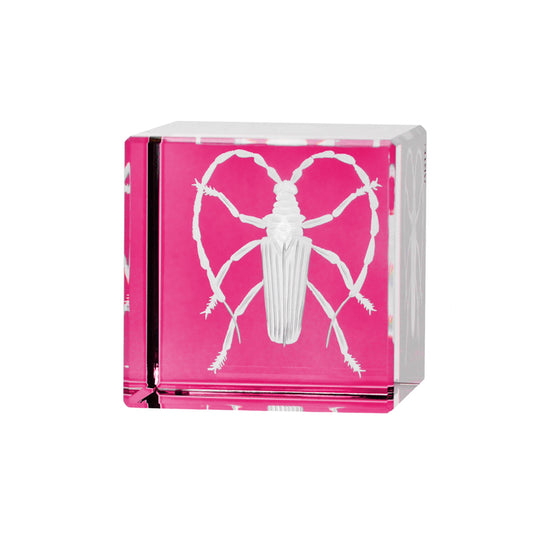 Cabinet of Curiosities Beetle