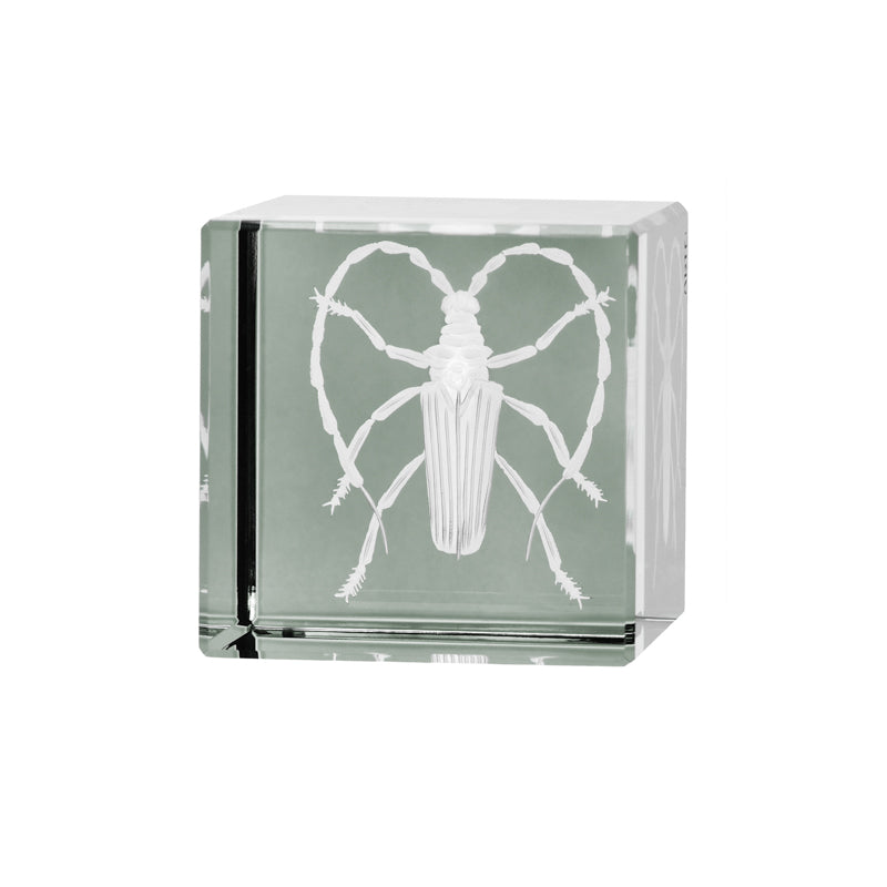 Cabinet of Curiosities Beetle