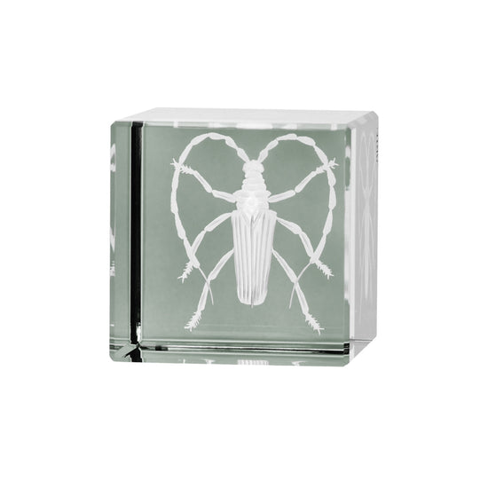 Cabinet of Curiosities Beetle