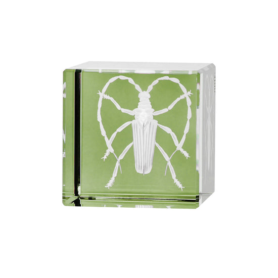 Cabinet of Curiosities Beetle