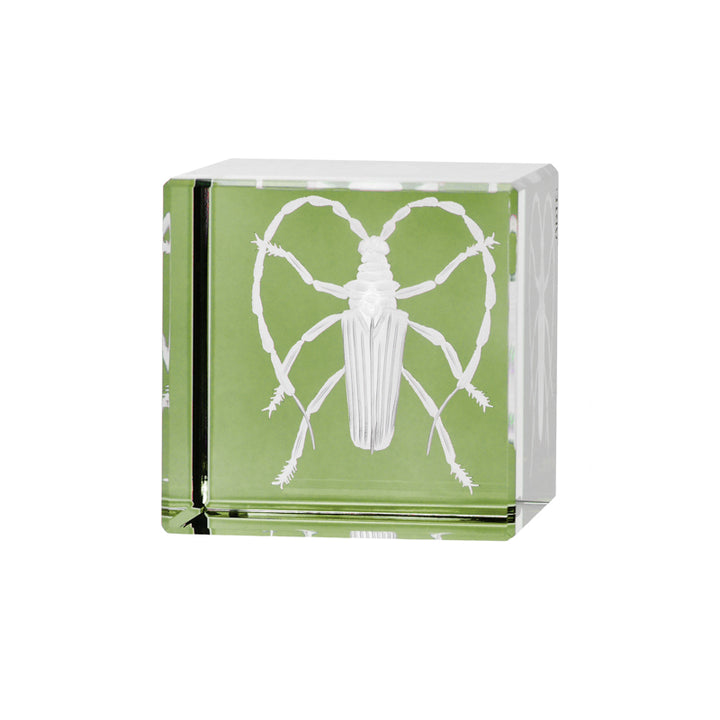 Cabinet of Curiosities Beetle