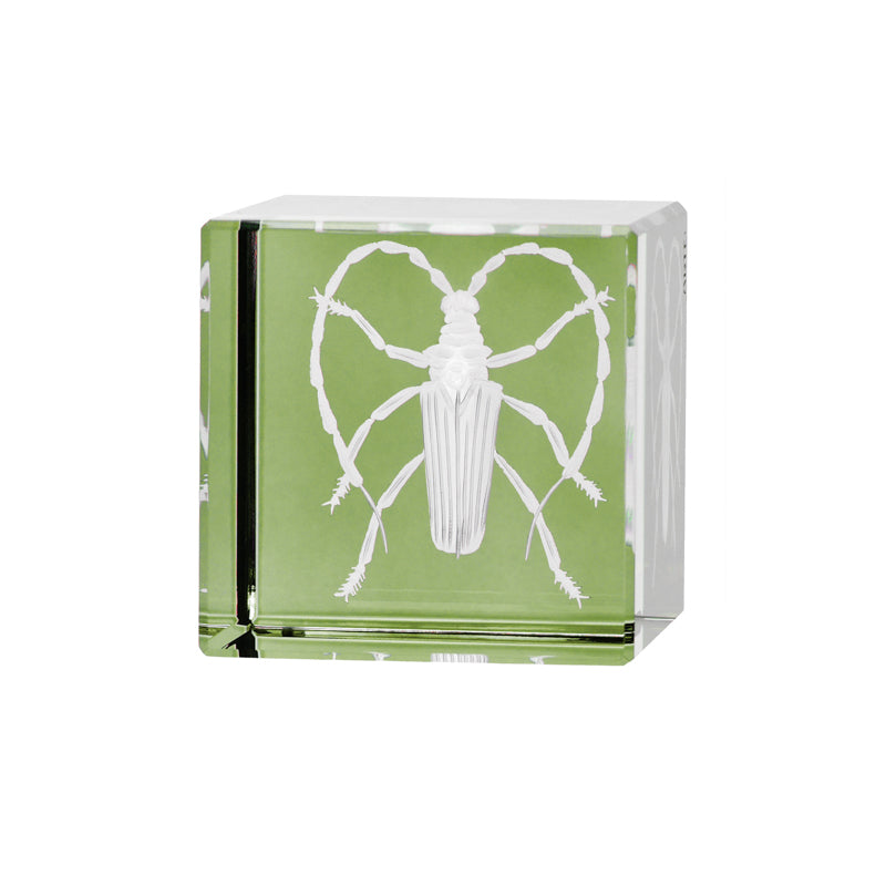 Cabinet of Curiosities Beetle