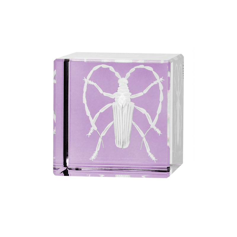 Cabinet of Curiosities Beetle