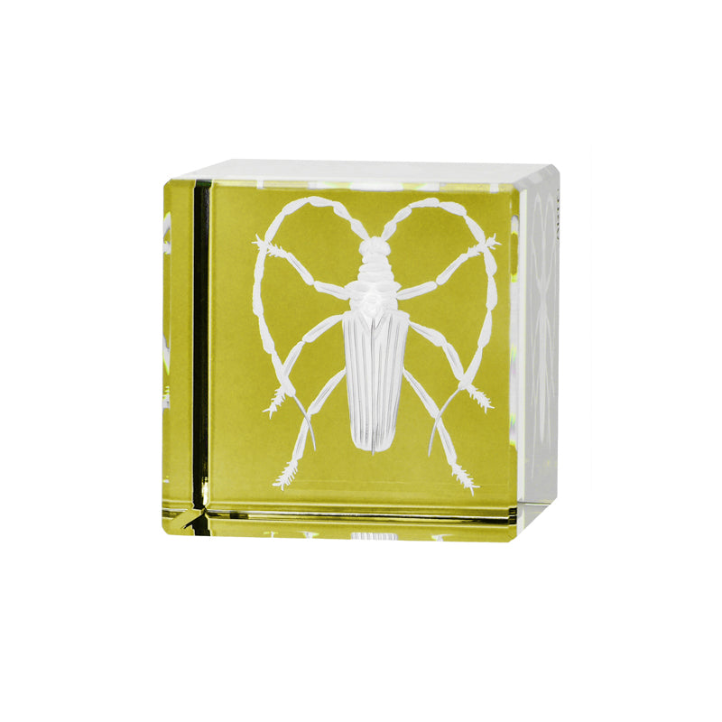 Cabinet of Curiosities Beetle