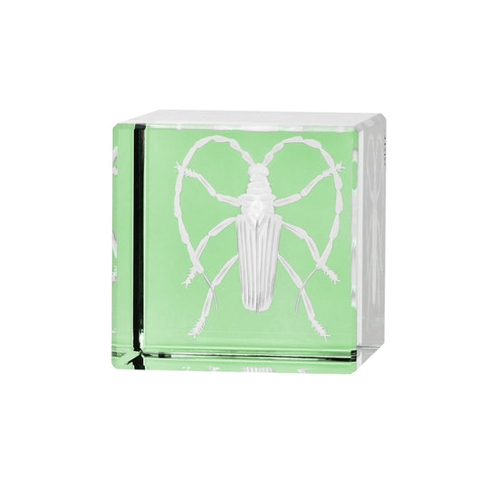 Cabinet of Curiosities Beetle