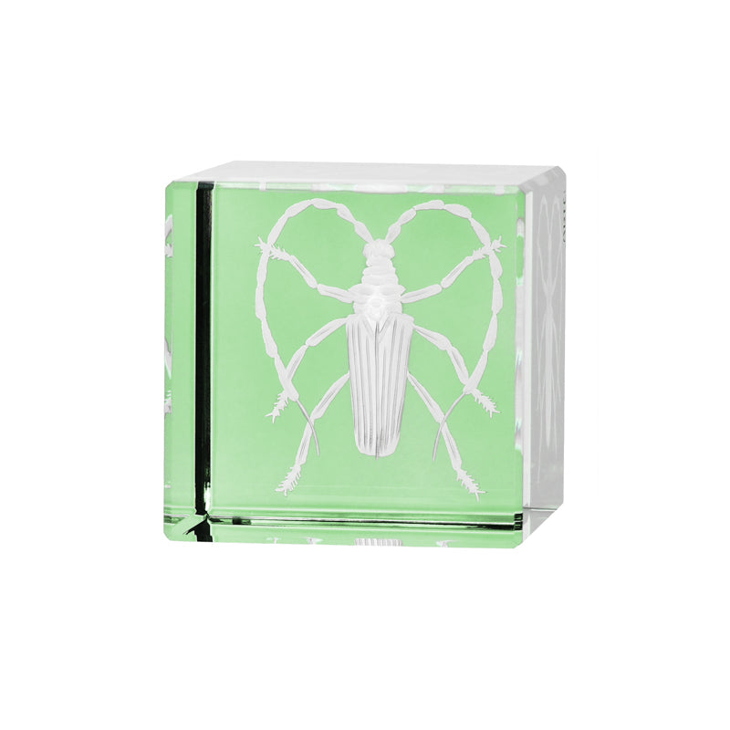 Cabinet of Curiosities Beetle